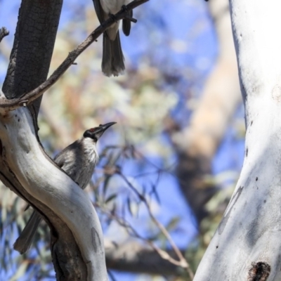 Philemon corniculatus (Noisy Friarbird) at Bruce Ridge to Gossan Hill - 21 Oct 2019 by AlisonMilton