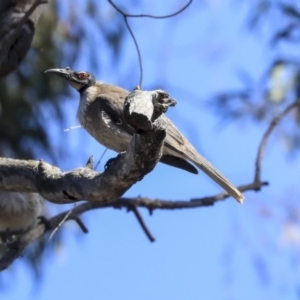 Philemon corniculatus at Bruce, ACT - 22 Oct 2019 09:05 AM