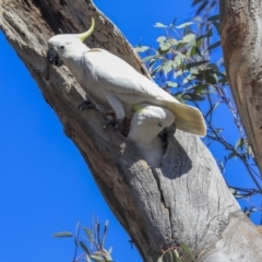 Cacatua galerita (Sulphur-crested Cockatoo) at Bruce Ridge to Gossan Hill - 21 Oct 2019 by AlisonMilton