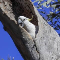 Cacatua galerita at Bruce, ACT - 22 Oct 2019 09:18 AM