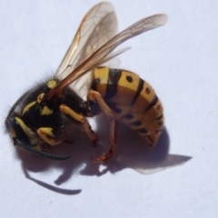 Vespula germanica (German Yellowjacket Wasp (also known as European Wasp)) at Spence, ACT - 22 Oct 2019 by Laserchemisty