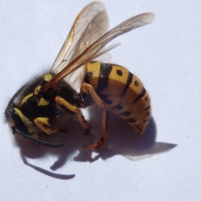 Vespula germanica (German Yellowjacket Wasp (also known as European Wasp)) at Spence, ACT - 22 Oct 2019 by Laserchemisty
