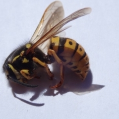 Vespula germanica (European wasp) at Spence, ACT - 21 Oct 2019 by Laserchemisty