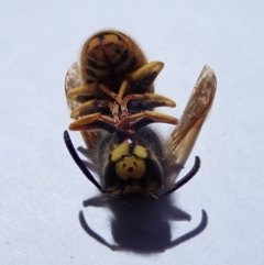 Vespula germanica at Spence, ACT - 22 Oct 2019