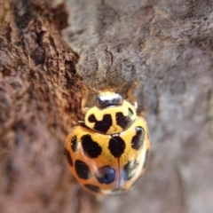 Harmonia conformis (Common Spotted Ladybird) at Spence, ACT - 22 Oct 2019 by Laserchemisty