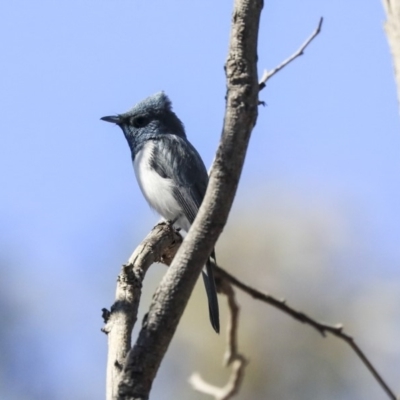 Myiagra rubecula (Leaden Flycatcher) at Bruce, ACT - 22 Oct 2019 by AlisonMilton