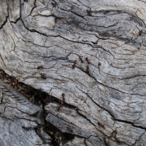 Papyrius nitidus at Hughes, ACT - 22 Oct 2019