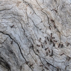 Papyrius nitidus at Hughes, ACT - suppressed