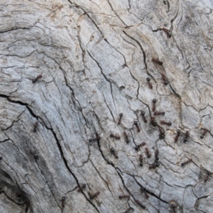 Papyrius nitidus at Hughes, ACT - 22 Oct 2019