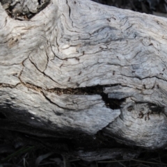 Papyrius nitidus at Hughes, ACT - suppressed