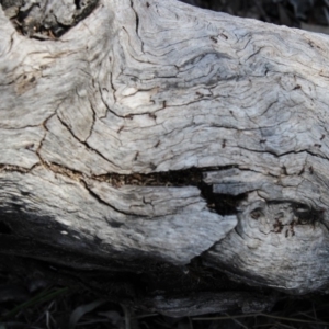 Papyrius nitidus at Hughes, ACT - suppressed