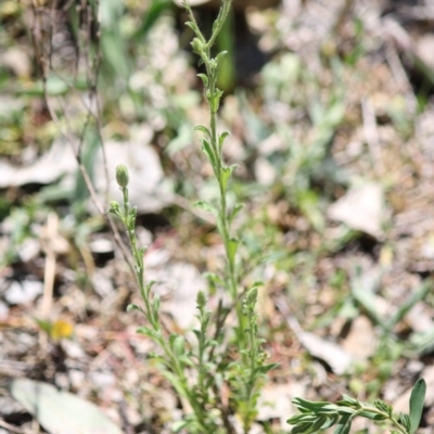 Vittadinia cuneata var. cuneata (Fuzzy New Holland Daisy) at Hughes Grassy Woodland - 22 Oct 2019 by kieranh