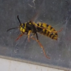 Vespula germanica (German Yellowjacket Wasp (also known as European Wasp)) at Flynn, ACT - 22 Oct 2019 by Christine