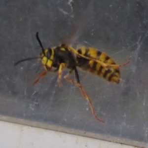 Vespula germanica at Flynn, ACT - 22 Oct 2019