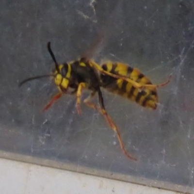 Vespula germanica (German Yellowjacket Wasp (also known as European Wasp)) at Flynn, ACT - 22 Oct 2019 by Christine