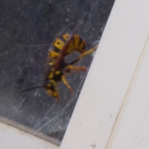 Vespula germanica at Flynn, ACT - 22 Oct 2019