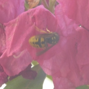 Vespula germanica at Flynn, ACT - 22 Oct 2019 04:18 PM