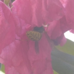 Vespula germanica at Flynn, ACT - 22 Oct 2019