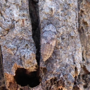 Stenocotis sp. (genus) at Dunlop, ACT - 22 Oct 2019