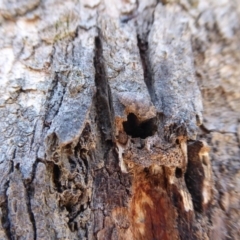 Stenocotis sp. (genus) at Dunlop, ACT - 22 Oct 2019