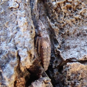 Stenocotis sp. (genus) at Dunlop, ACT - 22 Oct 2019 12:32 PM