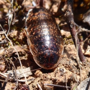 Calolampra sp. (genus) at Dunlop, ACT - 22 Oct 2019