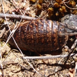 Calolampra sp. (genus) at Dunlop, ACT - 22 Oct 2019