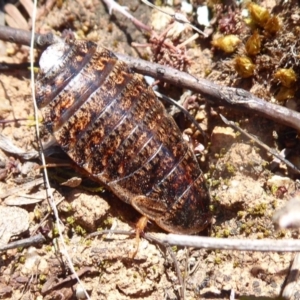 Calolampra sp. (genus) at Dunlop, ACT - 22 Oct 2019