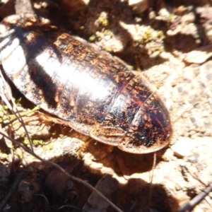 Calolampra sp. (genus) at Dunlop, ACT - 22 Oct 2019