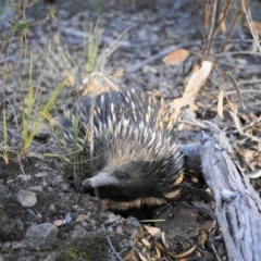 Tachyglossus aculeatus (Short-beaked Echidna) at Acton, ACT - 22 Oct 2019 by shoko