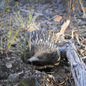 Tachyglossus aculeatus at Acton, ACT - 22 Oct 2019