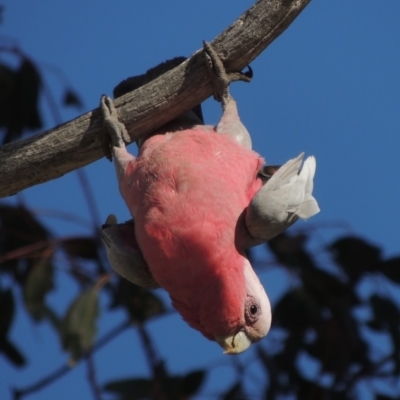 Eolophus roseicapilla (Galah) at Lanyon - northern section A.C.T. - 14 Oct 2019 by michaelb