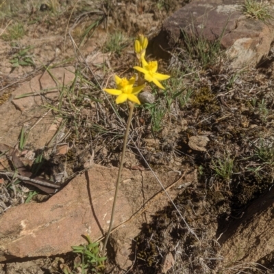 Bulbine bulbosa (Golden Lily) at Lake George, NSW - 22 Oct 2019 by MPennay
