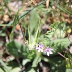 Erodium (genus) (A Storksbill) at Hughes, ACT - 21 Oct 2019 by kieranh