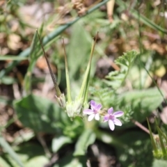 Erodium sp. (A Storksbill) at Red Hill to Yarralumla Creek - 21 Oct 2019 by kieranh