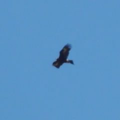 Aquila audax (Wedge-tailed Eagle) at Lanyon - northern section A.C.T. - 15 Oct 2019 by michaelb