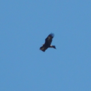 Aquila audax at Tuggeranong DC, ACT - 15 Oct 2019 11:41 AM