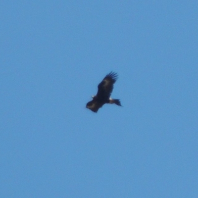 Aquila audax (Wedge-tailed Eagle) at Tuggeranong DC, ACT - 15 Oct 2019 by MichaelBedingfield