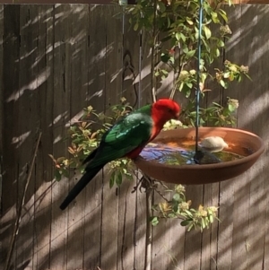 Alisterus scapularis at Aranda, ACT - 23 Oct 2019