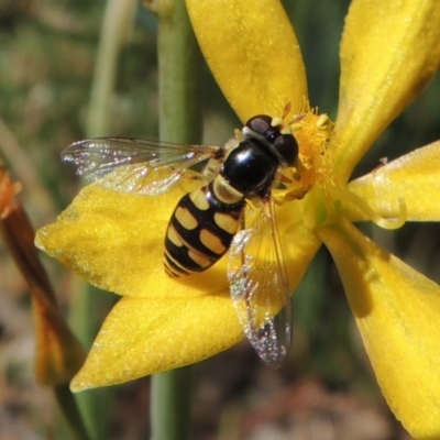 Simosyrphus grandicornis (Common hover fly) at Conder, ACT - 22 Oct 2019 by MichaelBedingfield