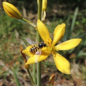 Simosyrphus grandicornis at Conder, ACT - 22 Oct 2019