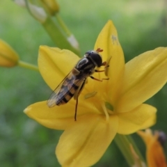 Simosyrphus grandicornis at Conder, ACT - 22 Oct 2019