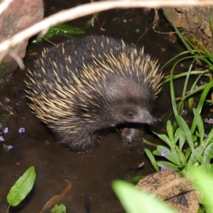 Tachyglossus aculeatus at Hackett, ACT - 22 Oct 2019 12:08 PM