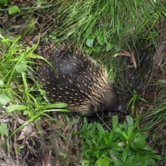 Tachyglossus aculeatus at Hackett, ACT - 22 Oct 2019 12:08 PM