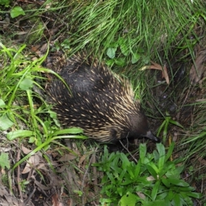 Tachyglossus aculeatus at Hackett, ACT - 22 Oct 2019 12:08 PM