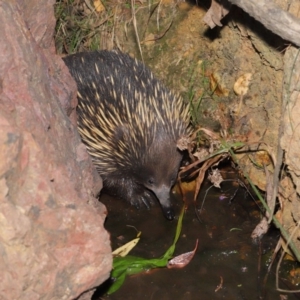 Tachyglossus aculeatus at Hackett, ACT - 22 Oct 2019 12:08 PM