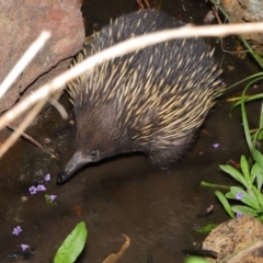 Tachyglossus aculeatus at Hackett, ACT - 22 Oct 2019 12:08 PM