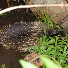 Tachyglossus aculeatus at Hackett, ACT - 22 Oct 2019 12:08 PM