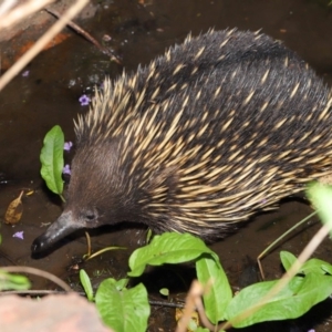 Tachyglossus aculeatus at Hackett, ACT - 22 Oct 2019