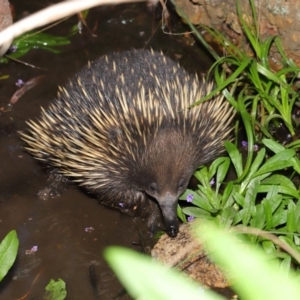 Tachyglossus aculeatus at Hackett, ACT - 22 Oct 2019